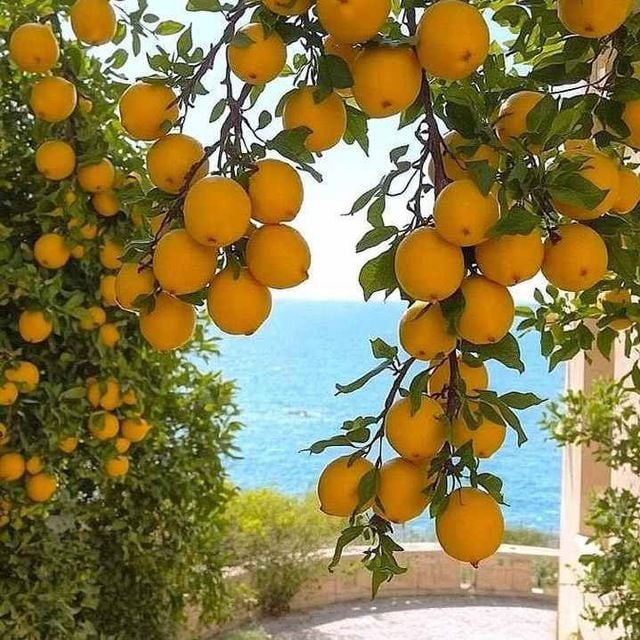 لیمو دریایی مازندران